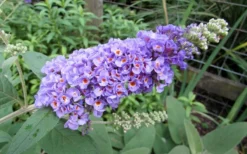 Lo & Behold Blue Chip Dwarf Butterfly Bush - 1 Gallon Pot 14 Lo & Behold Blue Chip Dwarf Butterfly Bush - 1 Gallon Pot -Herbers Zone Butterfly Bush Blue Chip