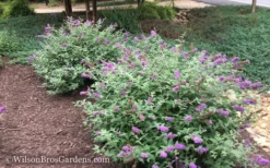 Lo & Behold Blue Chip Dwarf Butterfly Bush - 1 Gallon Pot 13 Lo & Behold Blue Chip Dwarf Butterfly Bush - 1 Gallon Pot -Herbers Zone Butterfly Bush Blue Chip 50