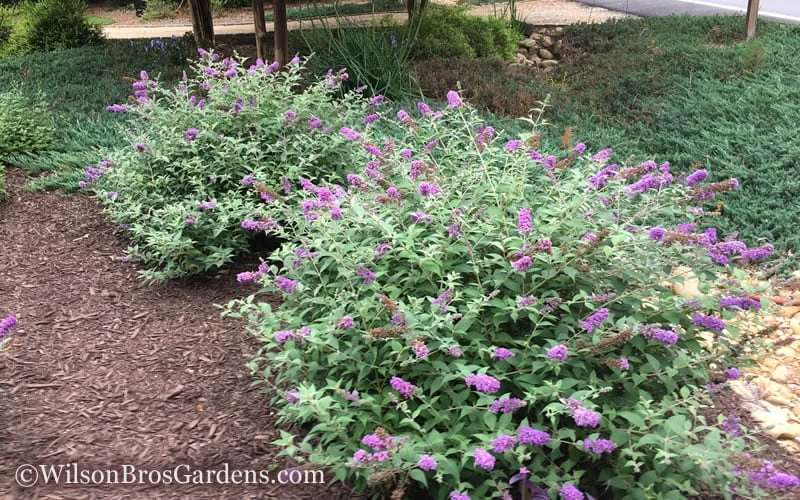 Lo & Behold Blue Chip Dwarf Butterfly Bush - 1 Gallon Pot 5 Lo & Behold Blue Chip Dwarf Butterfly Bush - 1 Gallon Pot - Image 5