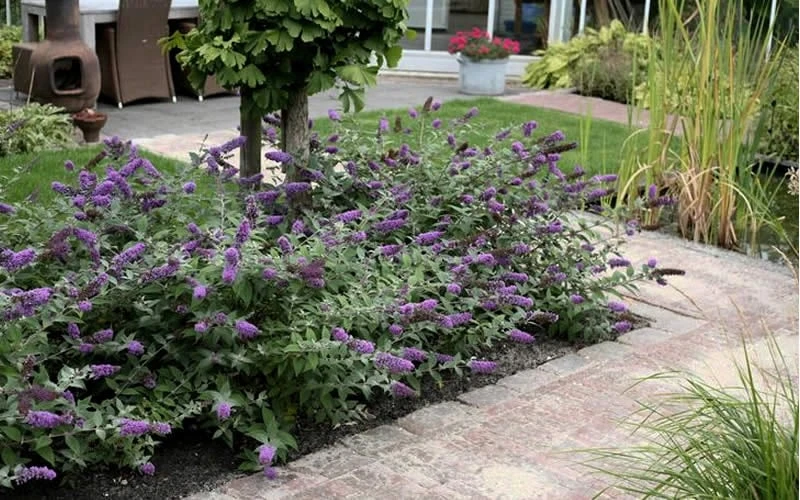 Lo & Behold Blue Chip Dwarf Butterfly Bush - 1 Gallon Pot 9 Lo & Behold Blue Chip Dwarf Butterfly Bush - 1 Gallon Pot - Image 9