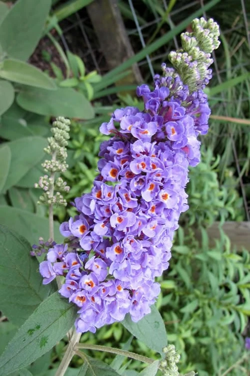 Lo & Behold Blue Chip Dwarf Butterfly Bush - 1 Gallon Pot 1 Lo & Behold Blue Chip Dwarf Butterfly Bush - 1 Gallon Pot