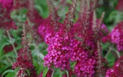 Cranrazz Butterfly Bush - 1 Gallon Pot 7 Cranrazz Butterfly Bush - 1 Gallon Pot -Herbers Zone Butterfly Bush Cranrazz