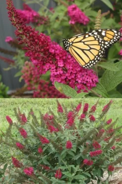 Miss Molly Butterfly Bush - Buddleia - 2 Gallon Pot -Herbers Zone Butterfly Bush Miss Molly 1