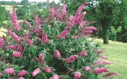 Pink Delight Butterfly Bush - 1 Gallon Pot -Herbers Zone Butterfly Bush Pink Delight Flower 2