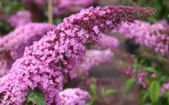 Pink Delight Butterfly Bush - 1 Gallon Pot -Herbers Zone Butterfly Bush Pink Delight Flower