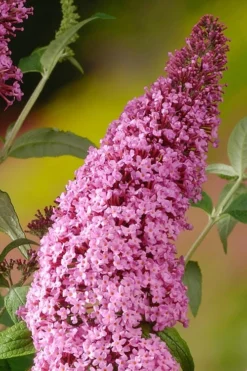 Pink Delight Butterfly Bush - 1 Gallon Pot -Herbers Zone Butterfly Bush Pink Delight Rev 500x750 1