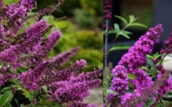 Buddleia Flutterby Petite Tutti Fruitti Dwarf Butterfly Bush - 3 Gallon Pot -Herbers Zone Butterfly Bush Tutti Fruitti