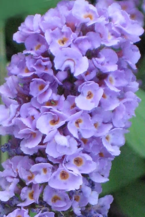 Buddleia Flutterby Petite Blue Heaven Dwarf Butterfly Bush - 1 Gallon Pot 1 Buddleia Flutterby Petite Blue Heaven Dwarf Butterfly Bush - 1 Gallon Pot