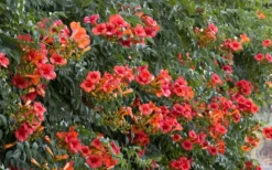 Madame Galen Trumpet Vine (Campsis) - 1 Gallon Pot -Herbers Zone Campsis Madame Galen 12