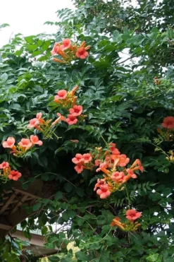 Madame Galen Trumpet Vine (Campsis) - 1 Gallon Pot -Herbers Zone Campsis Madame Galen 500x750 1