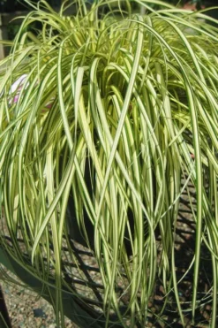 Evergold Japanese Sedge (Carex Hachijoensis) - 5 Pack Of Quart Pots