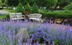 Walker's Low Catmint (Nepeta X Faassenii) - 5 Pack Of Quart Pots -Herbers Zone Catmint Walkers Low 1