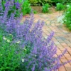 Walker's Low Catmint (Nepeta X Faassenii) - 5 Pack Of Quart Pots