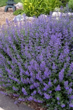 Walker's Low Catmint (Nepeta X Faassenii) - 5 Pack Of Quart Pots -Herbers Zone Catmint Walkers Low 4