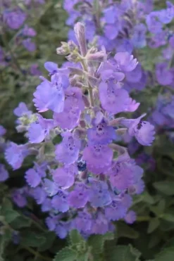 Walker's Low Catmint (Nepeta X Faassenii) - 1 Gallon Pot -Herbers Zone Catmint Walkers Low 5 1