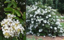 Acoma Weeping White Crape Myrtle - 6 Pack Of 1 Gallon Pots -Herbers Zone Crape Myrtle Acoma 3
