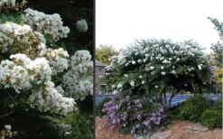 Acoma Weeping White Crape Myrtle - 6 Pack Of 1 Gallon Pots -Herbers Zone Crape Myrtle Acoma 4