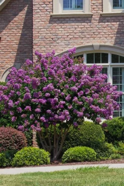 Catawba Purple Crape Myrtle - 6 Pack Of 1 Gallon Pots -Herbers Zone Crape Myrtle Catawba 5 1