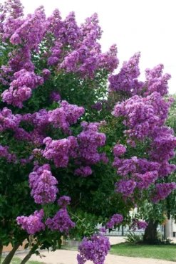 Catawba Purple Crape Myrtle - 6 Pack Of 1 Gallon Pots -Herbers Zone Crape Myrtle Catawba 500x750 2