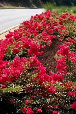 Cherry Dazzle Dwarf Crape Myrtle - 2 Gallon Pot -Herbers Zone Crape Myrtle Cherry Dazzle 31 2