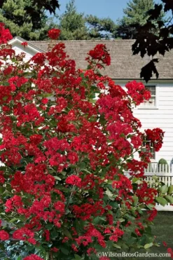Colorama Scarlet Red Crape Myrtle - 5 Gallon Pot -Herbers Zone Crape Myrtle Colorama Scarlet 1