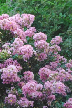 Dazzle Me Pink Dwarf Crape Myrtle - 2 Gallon Pot -Herbers Zone Crape Myrtle Dazzle Me Pink 16