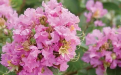 Dazzle Me Pink Dwarf Crape Myrtle - 2 Gallon Pot -Herbers Zone Crape Myrtle Dazzle Me Pink Closeup