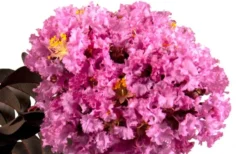 Delta Eclipse Crape Myrtle - 2 Gallon Pot -Herbers Zone Crape Myrtle Delta Eclipse