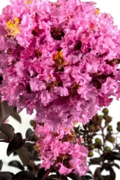 Delta Eclipse Crape Myrtle - 2 Gallon Pot -Herbers Zone Crape Myrtle Delta Eclipse BS
