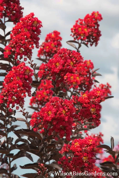 Delta Flame Crape Myrtle - 2 Gallon Pot 1 Delta Flame Crape Myrtle - 2 Gallon Pot