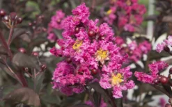 Delta Fusion Crape Myrtle - 2 Gallon Pot -Herbers Zone Crape Myrtle Delta Fusion 2