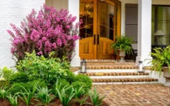 Delta Fusion Crape Myrtle - 2 Gallon Pot -Herbers Zone Crape Myrtle Delta Fusion 5