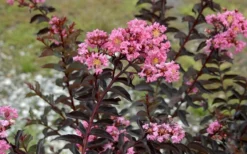Delta Jazz Crape Myrtle - 2 Gallon Pot -Herbers Zone Crape Myrtle Delta Jazz