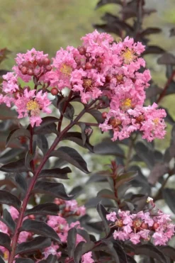 Delta Jazz Crape Myrtle - 3 Gallon Pot -Herbers Zone Crape Myrtle Delta Jazz Rev 500x750 2