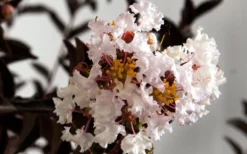 Delta Moonlight Crape Myrtle - 3 Gallon Pot 7 Delta Moonlight Crape Myrtle - 3 Gallon Pot -Herbers Zone Crape Myrtle Delta Moonlight