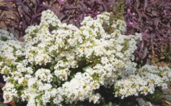 Diamond Dazzle Dwarf Crape Myrtle - 3 Gallon Pot -Herbers Zone Crape Myrtle Diamond Dazzle 1