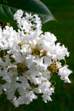 Diamond Dazzle Dwarf Crape Myrtle - 2 Gallon Pot