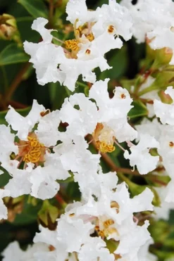 Diamond Dazzle Dwarf Crape Myrtle - 3 Gallon Pot -Herbers Zone Crape Myrtle Diamond Dazzle BS 1