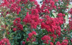 Double Feature Red Crape Myrtle - 3 Gallon Pot -Herbers Zone Crape Myrtle Double Feature 50