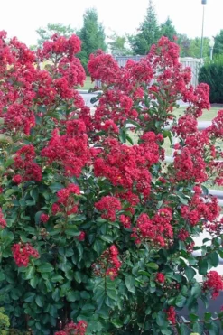 Double Feature Red Crape Myrtle - 3 Gallon Pot -Herbers Zone Crape Myrtle Double Feature Rev 500x750 1