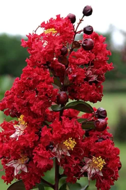 Dynamite Red Crape Myrtle - 7 Gallon Pot (3-4') -Herbers Zone Crape Myrtle Dynamite Rev 2 500x750 4