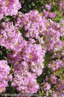 Early Bird Lavender Crape Myrtle - 3 Gallon Pot