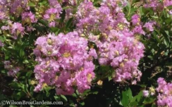 Early Bird Lavender Crape Myrtle - 3 Gallon Pot -Herbers Zone Crape Myrtle Early Bird Lavender 6