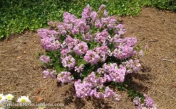 Early Bird Lavender Crape Myrtle - 3 Gallon Pot -Herbers Zone Crape Myrtle Early Bird Lavender 7