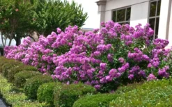Early Bird Purple Crape Myrtle - 2 Gallon Pot -Herbers Zone Crape Myrtle Early Bird Purple 2