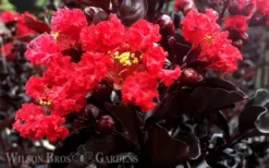 Ebony Flame Crape Myrtle - 2 Gallon Pot -Herbers Zone Crape Myrtle Ebony Flame