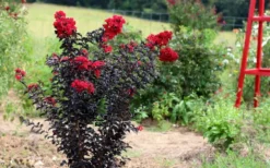 Ebony Flame Crape Myrtle - 7 Gallon Pot (4-5') -Herbers Zone Crape Myrtle Ebony Flame Tree 2
