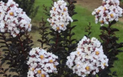 Ebony & Ivory Crape Myrtle - 3 Gallon Pot -Herbers Zone Crape Myrtle Ebony Ivory 2