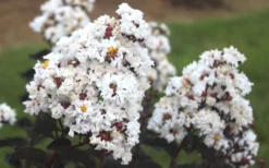 Ebony & Ivory Crape Myrtle - 3 Gallon Pot -Herbers Zone Crape Myrtle Ebony Ivory
