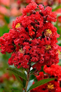 Enduring Summer Red Crape Myrtle - 3 Gallon Pot -Herbers Zone Crape Myrtle Enduring Summer Redr BS